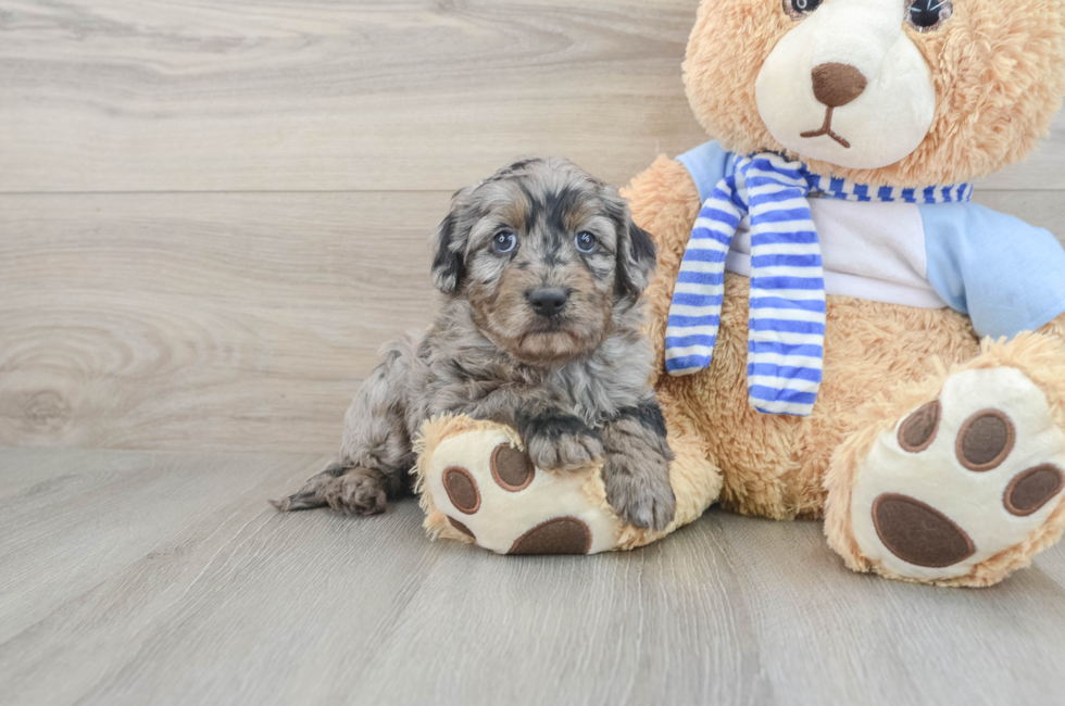 6 week old Mini Goldendoodle Puppy For Sale - Seaside Pups