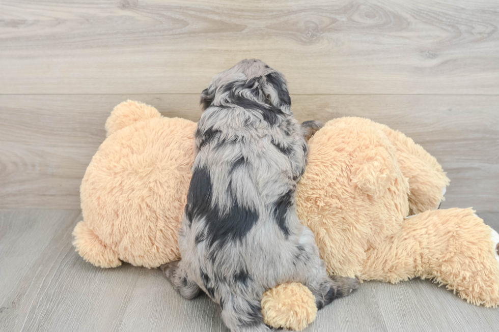 Mini Goldendoodle Pup Being Cute