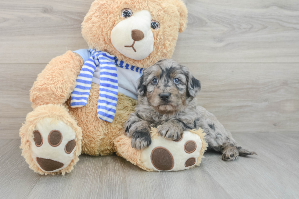 Mini Goldendoodle Pup Being Cute