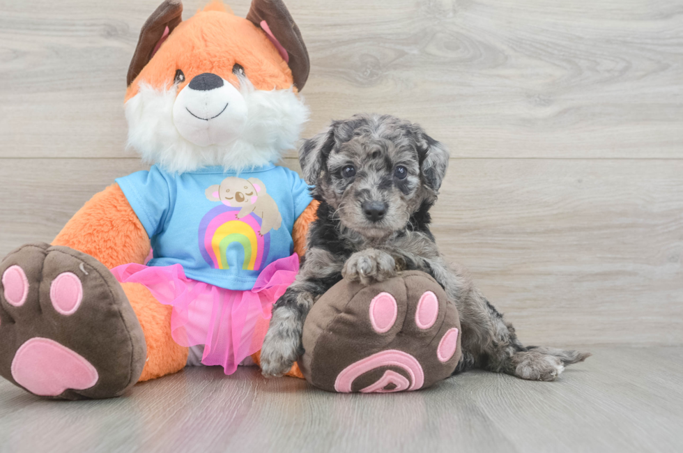 6 week old Mini Goldendoodle Puppy For Sale - Seaside Pups