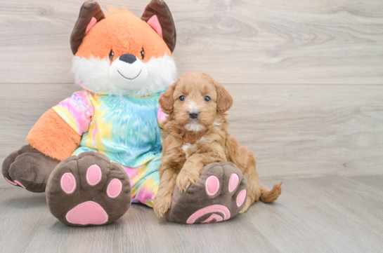 Popular Mini Goldendoodle Poodle Mix Pup