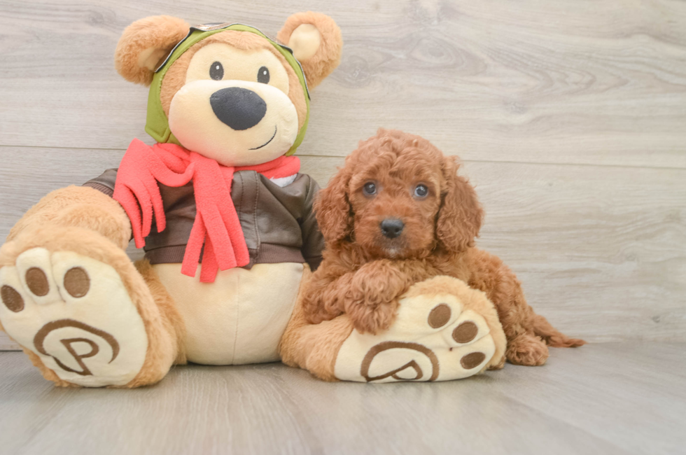 6 week old Mini Goldendoodle Puppy For Sale - Seaside Pups
