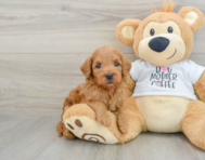 8 week old Mini Goldendoodle Puppy For Sale - Seaside Pups