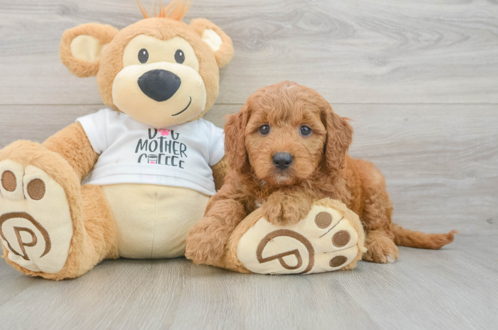 6 week old Mini Goldendoodle Puppy For Sale - Seaside Pups