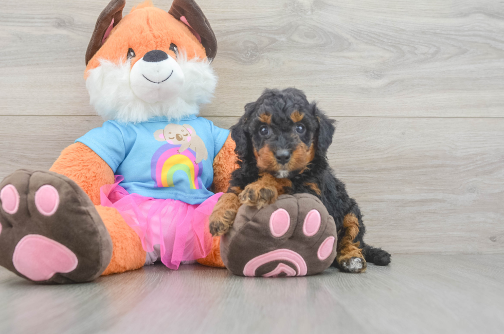 6 week old Mini Goldendoodle Puppy For Sale - Seaside Pups