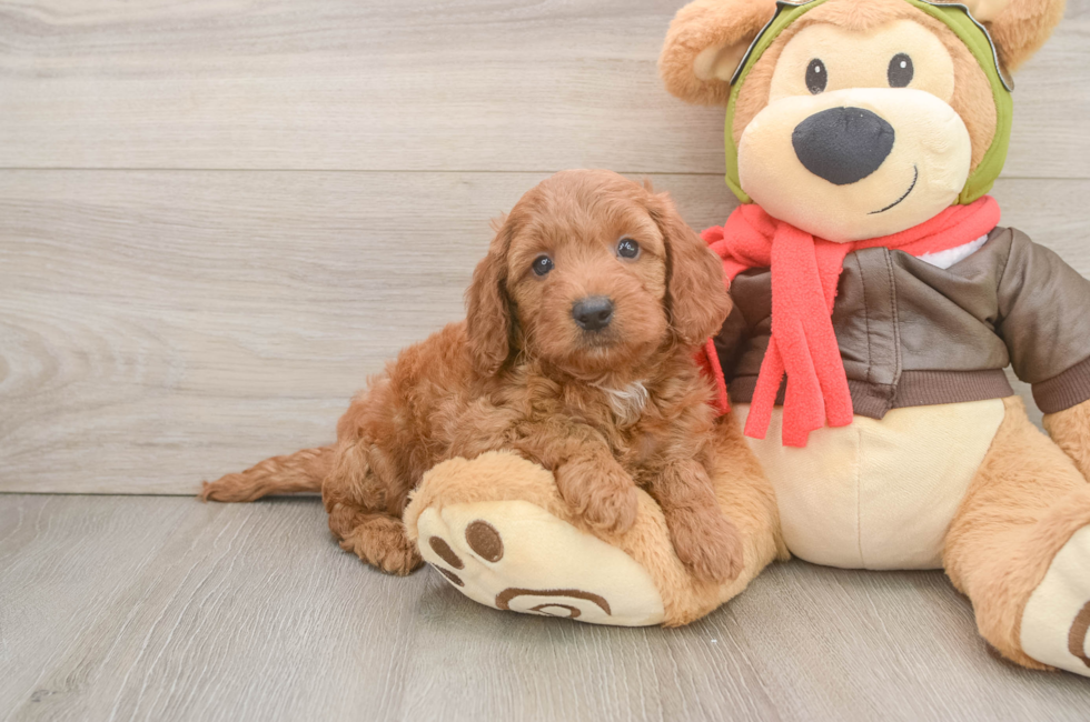 6 week old Mini Goldendoodle Puppy For Sale - Seaside Pups