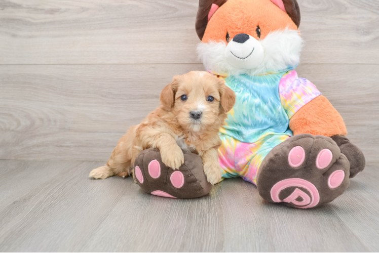 Best Mini Goldendoodle Baby
