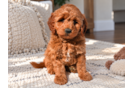 Cute Mini Goldendoodle Poodle Mix Pup