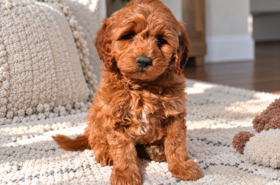 Cute Mini Goldendoodle Poodle Mix Pup