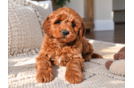 Mini Goldendoodle Pup Being Cute