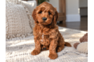 Cute Mini Goldendoodle Baby
