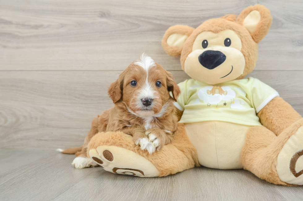 5 week old Mini Goldendoodle Puppy For Sale - Seaside Pups