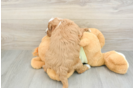 Friendly Mini Goldendoodle Baby