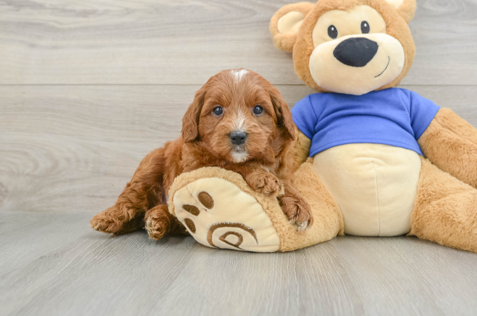 6 week old Mini Goldendoodle Puppy For Sale - Seaside Pups