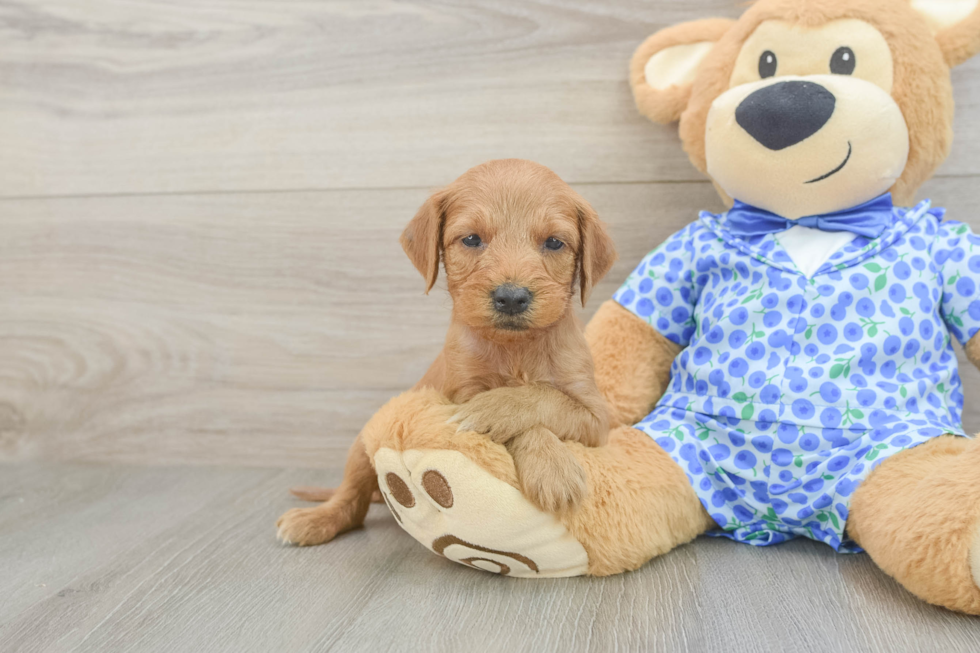 Mini Goldendoodle Puppy for Adoption