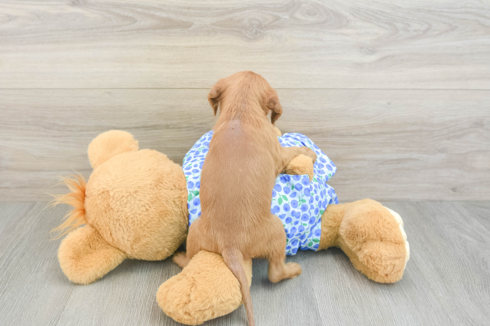 Mini Goldendoodle Puppy for Adoption