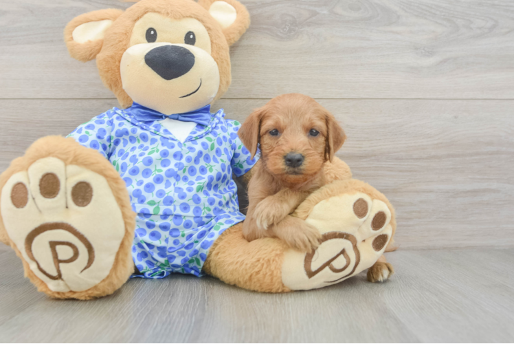 Mini Goldendoodle Pup Being Cute
