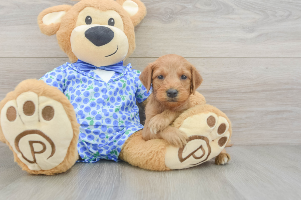 9 week old Mini Goldendoodle Puppy For Sale - Seaside Pups