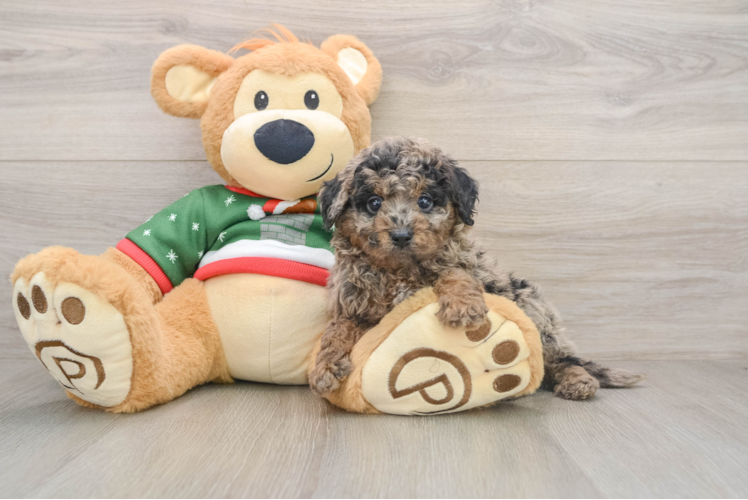 Happy Mini Goldendoodle Baby