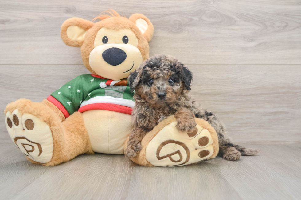 5 week old Mini Goldendoodle Puppy For Sale - Seaside Pups