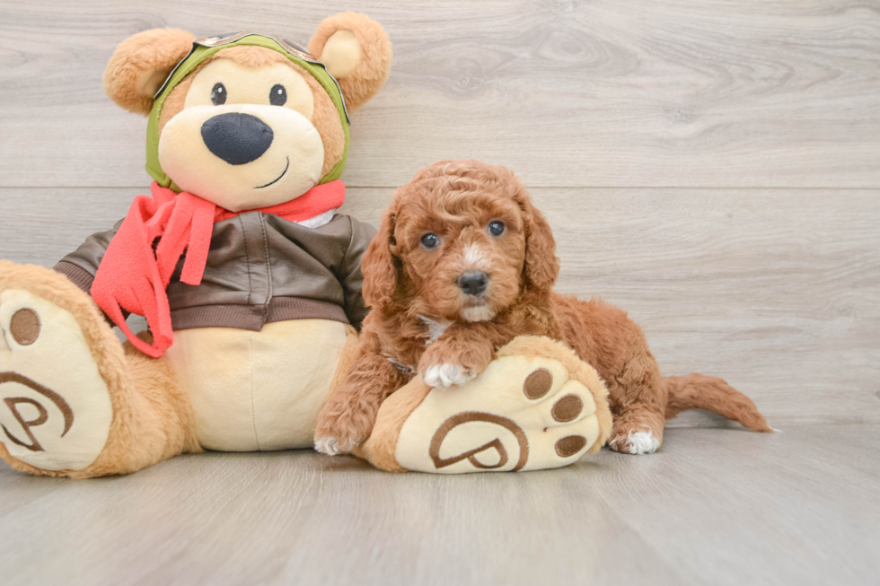 Hypoallergenic Mini Goldiepoo Poodle Mix Puppy