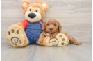 Small Mini Goldendoodle Baby
