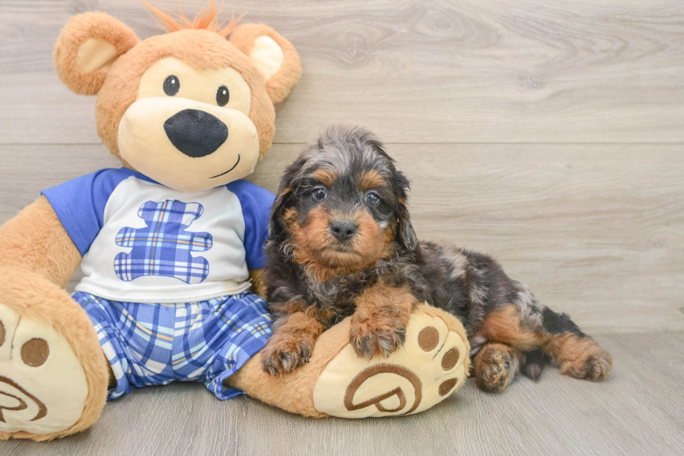 Best Mini Goldendoodle Baby