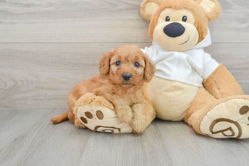 Best Mini Goldendoodle Baby