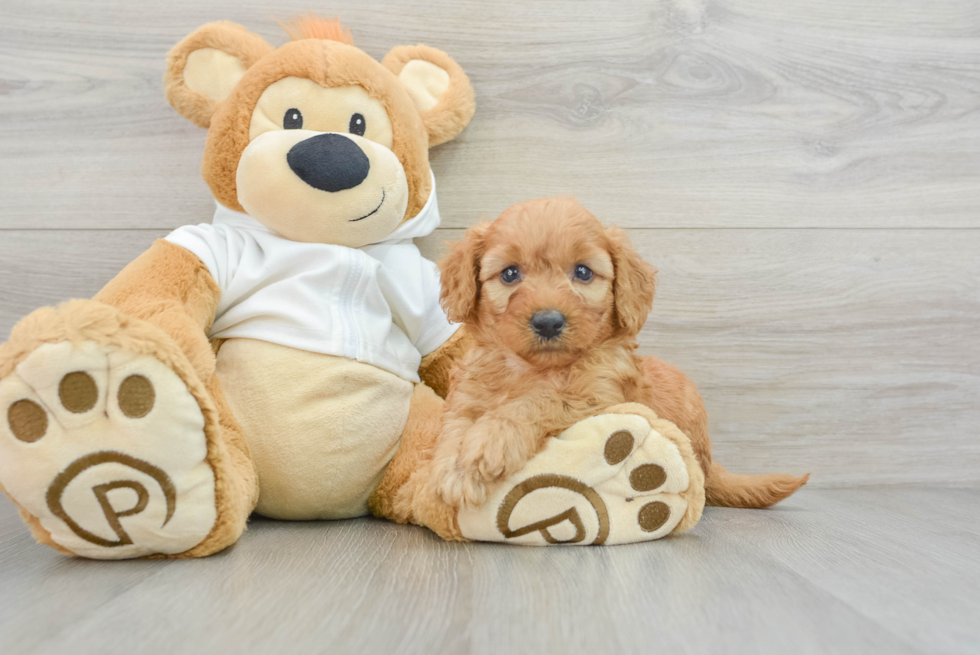 Friendly Mini Goldendoodle Baby