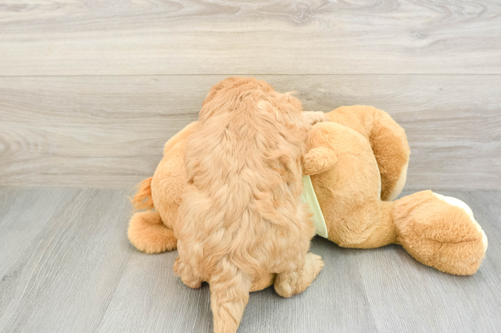 Small Mini Goldendoodle Baby