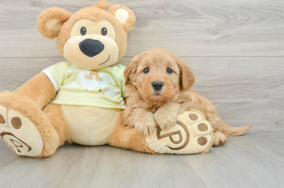 5 week old Mini Goldendoodle Puppy For Sale - Seaside Pups