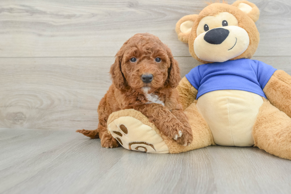 Best Mini Goldendoodle Baby