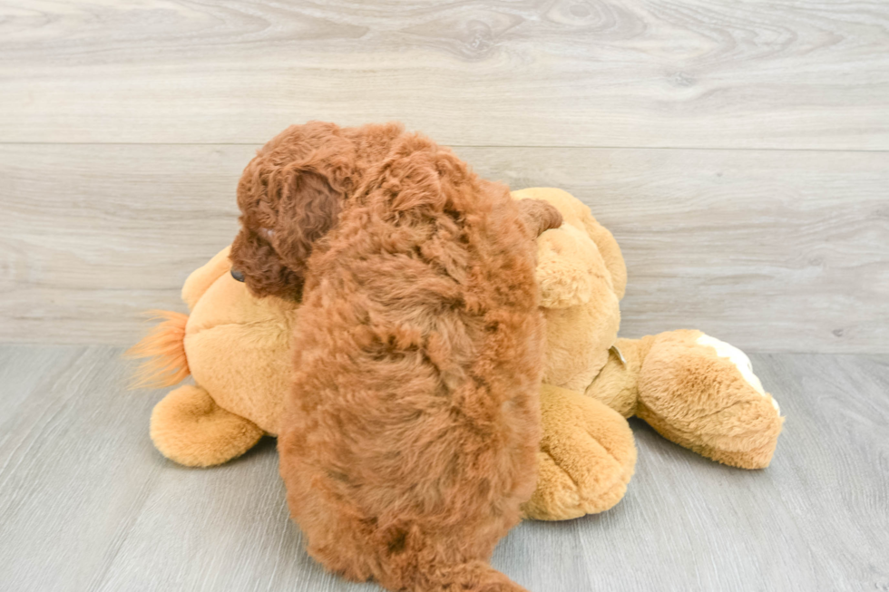 Small Mini Goldendoodle Baby