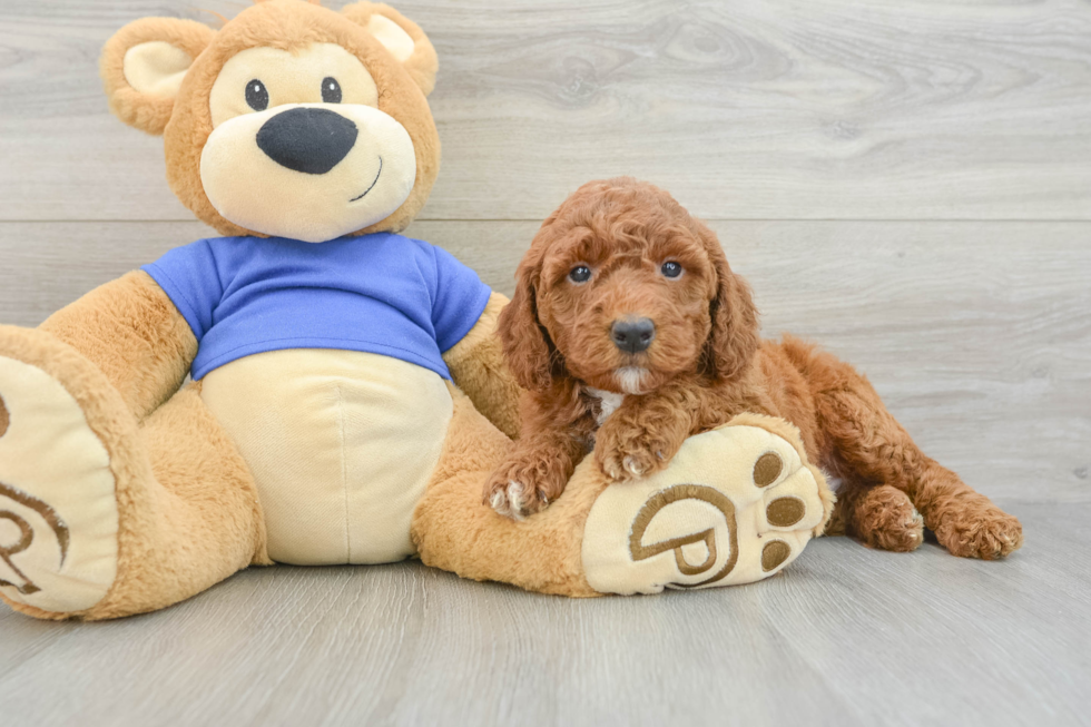 Mini Goldendoodle Pup Being Cute