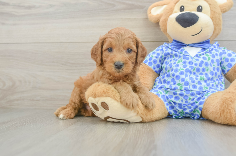 5 week old Mini Goldendoodle Puppy For Sale - Seaside Pups