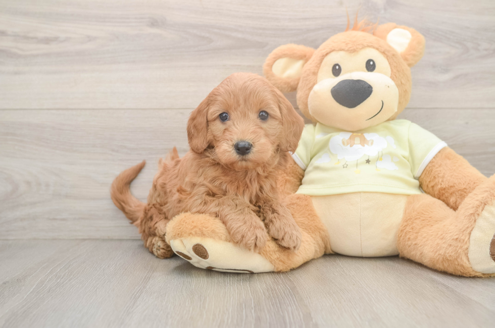5 week old Mini Goldendoodle Puppy For Sale - Seaside Pups