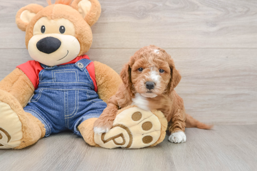 Petite Mini Goldendoodle Poodle Mix Pup