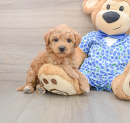 7 week old Mini Goldendoodle Puppy For Sale - Seaside Pups