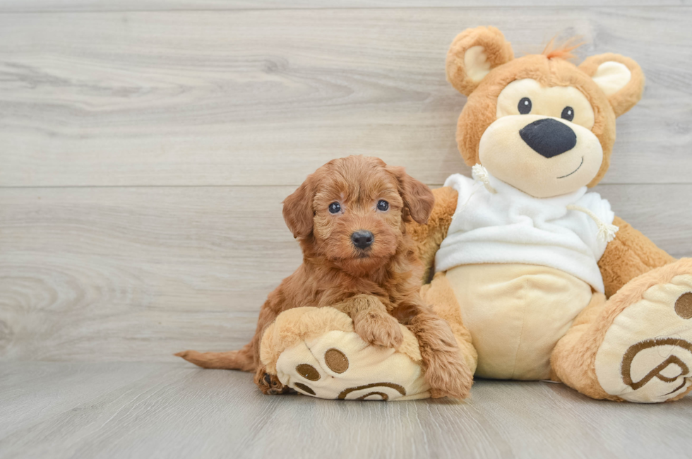 6 week old Mini Goldendoodle Puppy For Sale - Seaside Pups