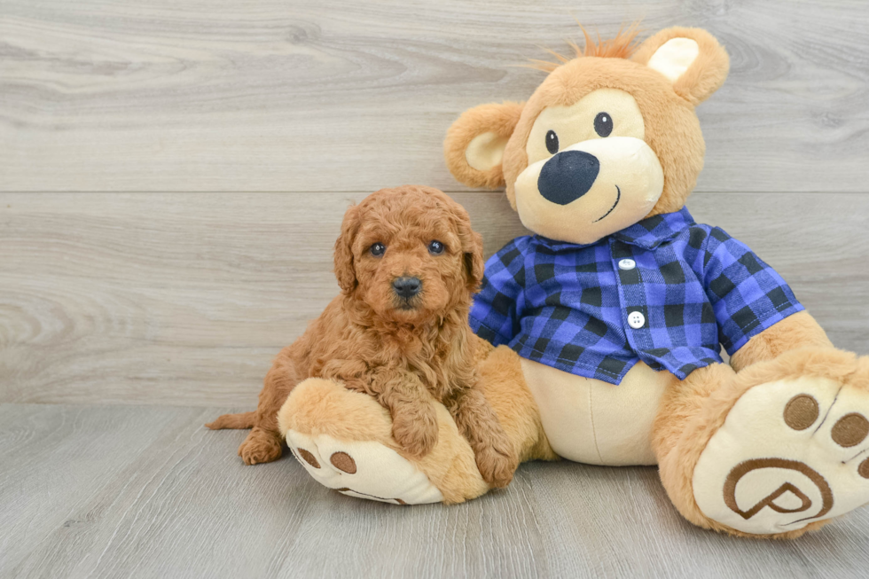 Mini Goldendoodle Pup Being Cute