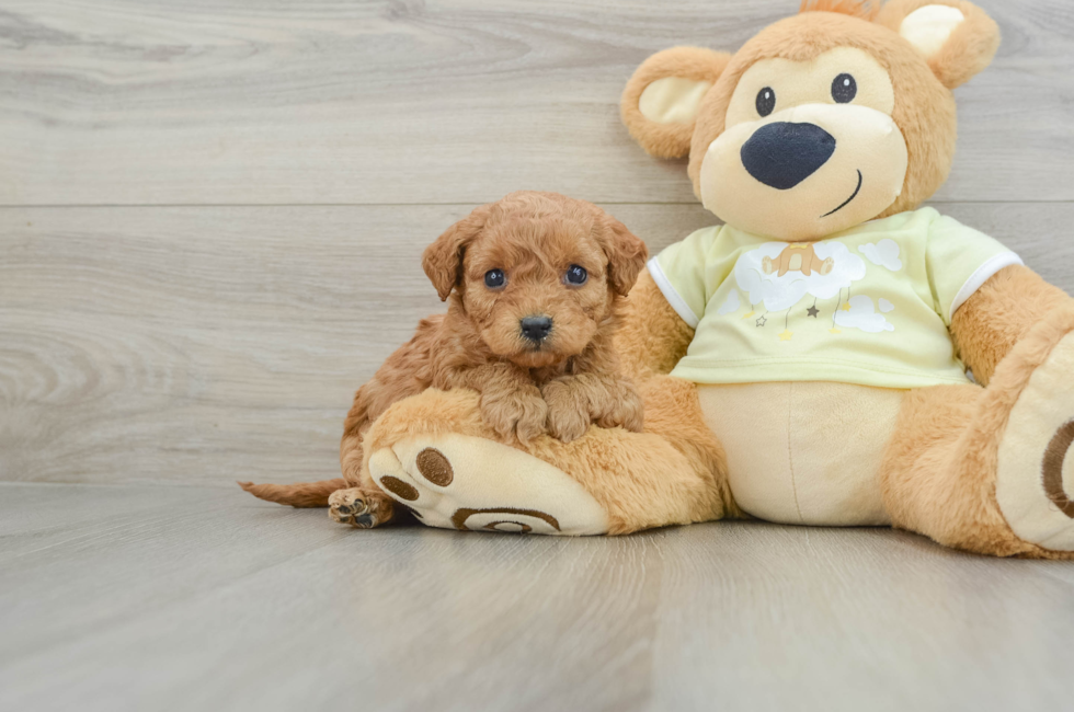 8 week old Mini Goldendoodle Puppy For Sale - Seaside Pups