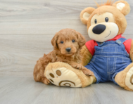 6 week old Mini Goldendoodle Puppy For Sale - Seaside Pups