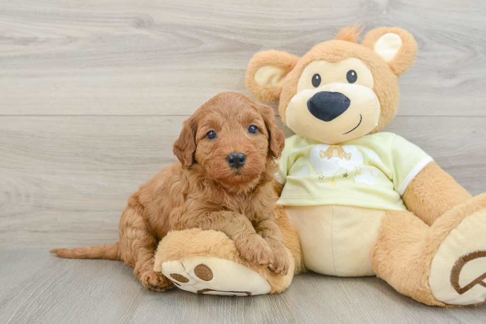 Best Mini Goldendoodle Baby