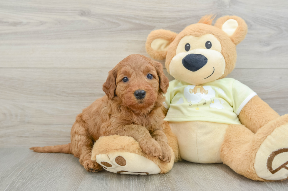 5 week old Mini Goldendoodle Puppy For Sale - Seaside Pups
