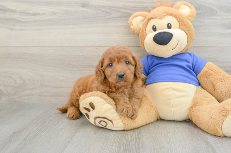 Meet Cayenne - our Mini Goldendoodle Puppy Photo 1/3 - Seaside Pups