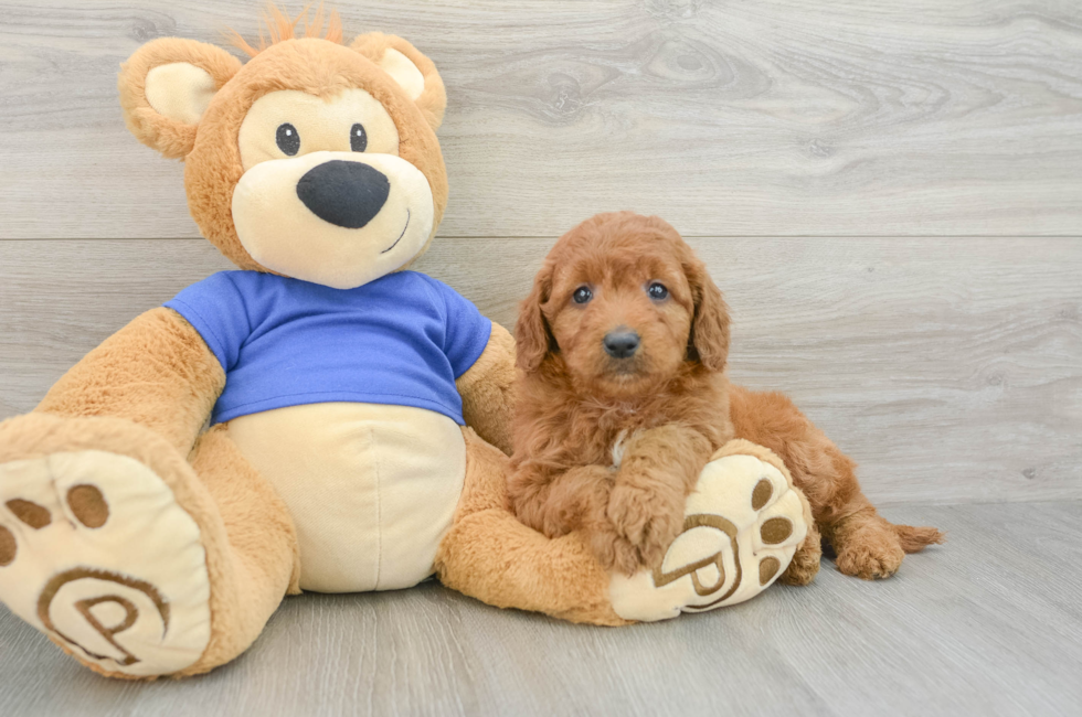 6 week old Mini Goldendoodle Puppy For Sale - Seaside Pups