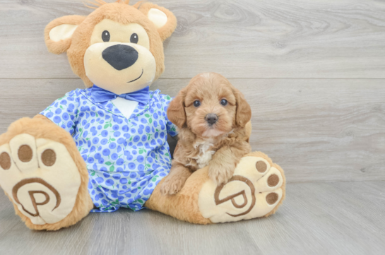 Mini Goldendoodle Puppy for Adoption