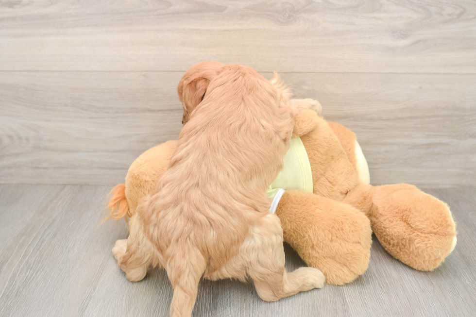 Petite Mini Goldendoodle Poodle Mix Pup