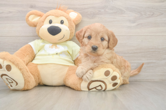 Best Mini Goldendoodle Baby
