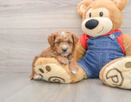 8 week old Mini Goldendoodle Puppy For Sale - Seaside Pups